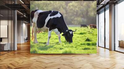 Milk cow grazing on green farm pasture on summer day. Feeding of cattle on farmland grassland Wall mural