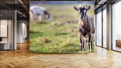 Nice white brown hairy bearded goat with long horns and beard on bright sunny warm summer day on blurred green grassy field background. Domestic animals farming concept. Wall mural