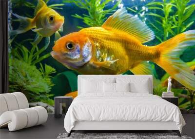 Animals gold fishes pets aquarium freshwater fish background - Two sweet cute goldfishes wallpaper  Wall mural