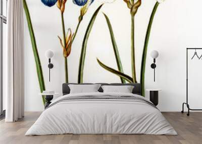 Sibirische Schwertlilie, Iris sibirica, auch Wiesen-Schwertlilie und Blaue Schwertlilie, Wall mural