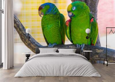 Two green parrots Wall mural