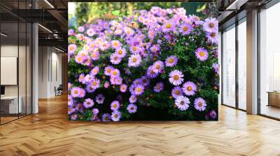 Growing beautiful Aster alpinus, dwarf pink alpine aster flowers richly blooming in the flowerbed in autumn. Wall mural