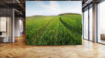 Field and sky in the summer time. Agricultural landscape Wall mural