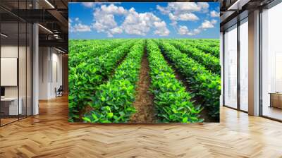 Rows on field. Agricultural landscape Wall mural