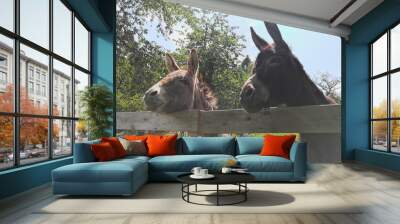 Donkey in nature of Hochsauerlandkreis. Wall mural