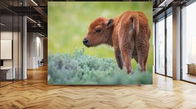 Baby Bison Wall mural