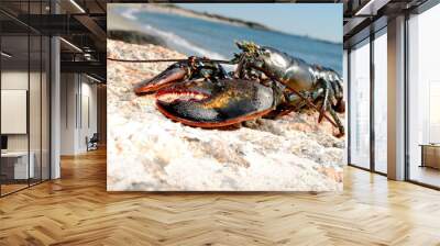 Beach Lobster Wall mural