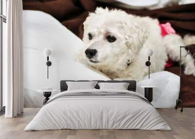 Bichon Frise Laying on a Fluffy Pillow Wall mural