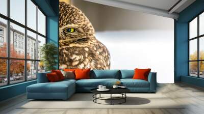 Burrowing Owl (Banner 2) Wall mural