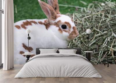 Little rabbit on green grass in summer day. Cute white rabbit with brown spots Wall mural