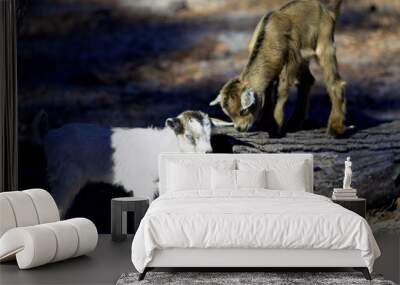 Two baby goats playing together Wall mural