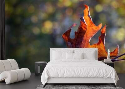 a dry plane tree leaf with orange colours. autumn season. Wall mural