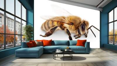 Bee isolated on the white background Wall mural