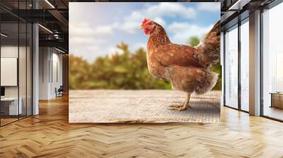 Brown hens posing, Laying hens farmers concept. Wall mural