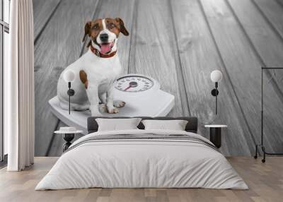 Cute dog sitting on weighet scale indoor Wall mural