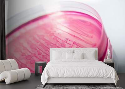 e. coli, petri dish, bacterium. Wall mural