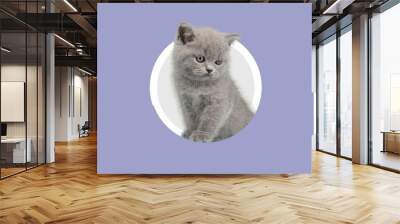 Fluffy cute domestic cat in round hole Wall mural