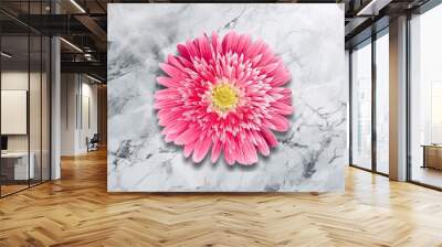 Fresh beautiful daisy flower on background Wall mural