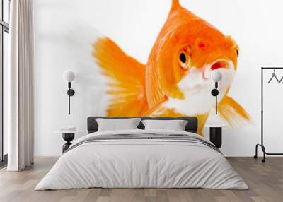 Gold fish. Isolation on the white Wall mural