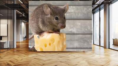 Gray mouse animal  and cheese on  background Wall mural