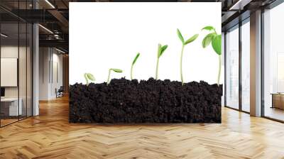 Green plant sprout in the ground soil Wall mural