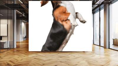 Little cute dog standing on two back paws isolated on white Wall mural