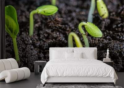 plant, shoots, green. Wall mural