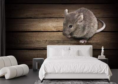 Rat. Wall mural