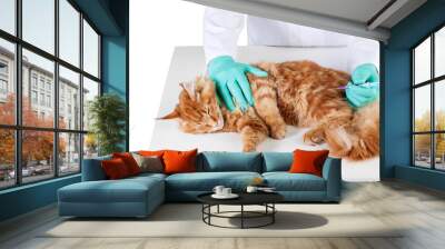 Small cute red cat examined at the veterinary doctor, close-up Wall mural