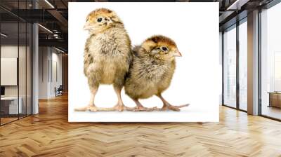 Two small chickens isolated on white background Wall mural