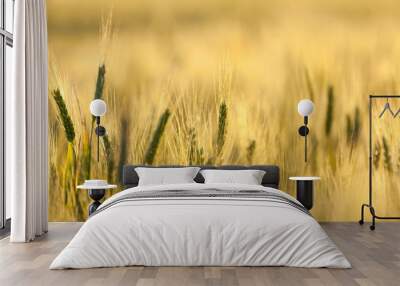 Wheat. Wall mural