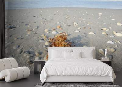 shells on the beach Wall mural