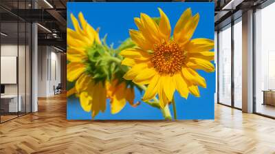 Sunflowers with a blue sky background Wall mural