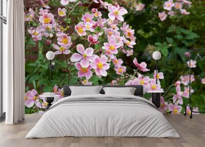 Beautiful anemone hupehensis blossom in garden. Wall mural