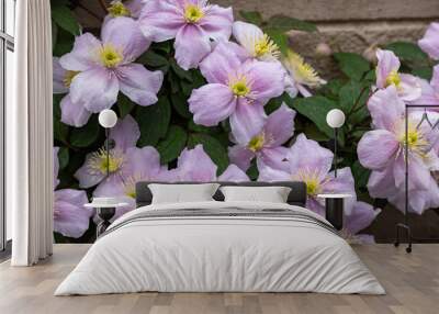 Beautiful pink Clematis maylene in the garden. Wall mural