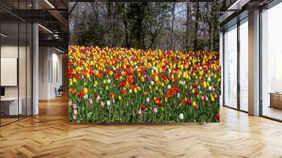 Various tulips blooming in the garden in the forest. Wall mural