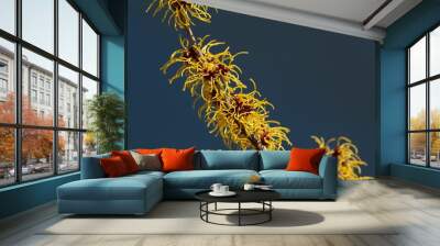 Witch hazel that yellow beautiful flowers bloom early spring. Wall mural