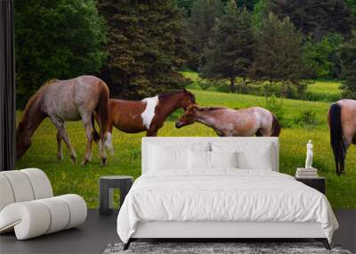 horse and foal Wall mural