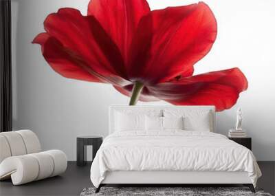 single beautiful red flower on white background  Wall mural