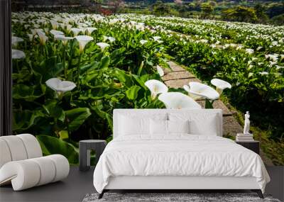 beautiful white calla lily flowers blooming in the field of Jhuzihu in Taipei, Taiwan.  Wall mural