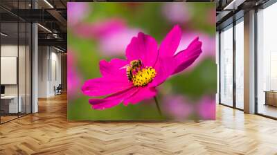 Close-up cosmos flowers with the bee on nature, outdoor garden Wall mural