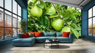 Close-up of guavas fruit growing on the guava tree in Taiwan Wall mural