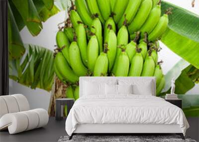 Close-up ripe banana growing on the banana tree in Taiwan. Wall mural