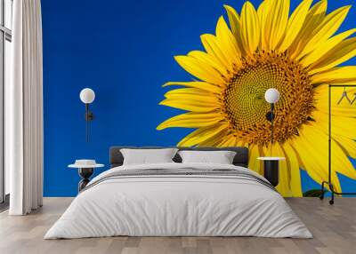 Close-up yellow sunflower field with blue sky Wall mural