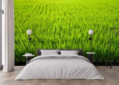 Large area rice crop field as a background Wall mural