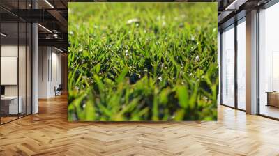 Grass Background Wall mural