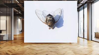 
A cicada lying on a white background. Wall mural