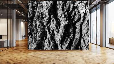 The tree bark close up. Background of tree bark. Texture of tree bark. Wall mural