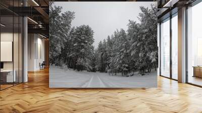 The winter forest. Road in the woods in winter. Wall mural