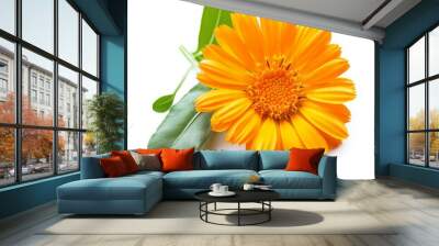 close up of Calendula flower and leaves isolated on white background Wall mural